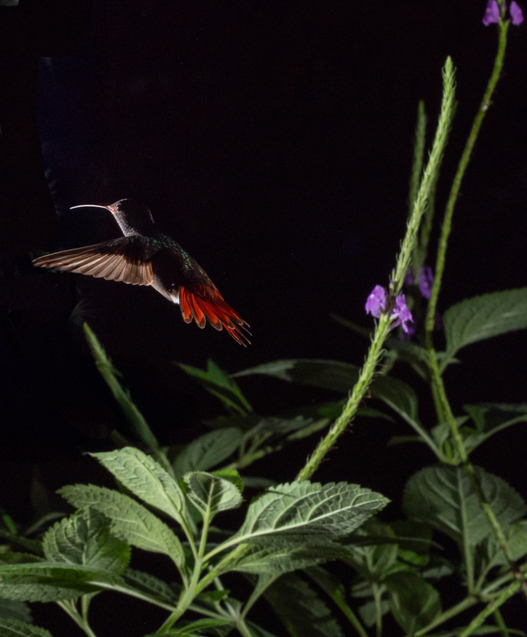 Rufuous tailed Hummingbird at night